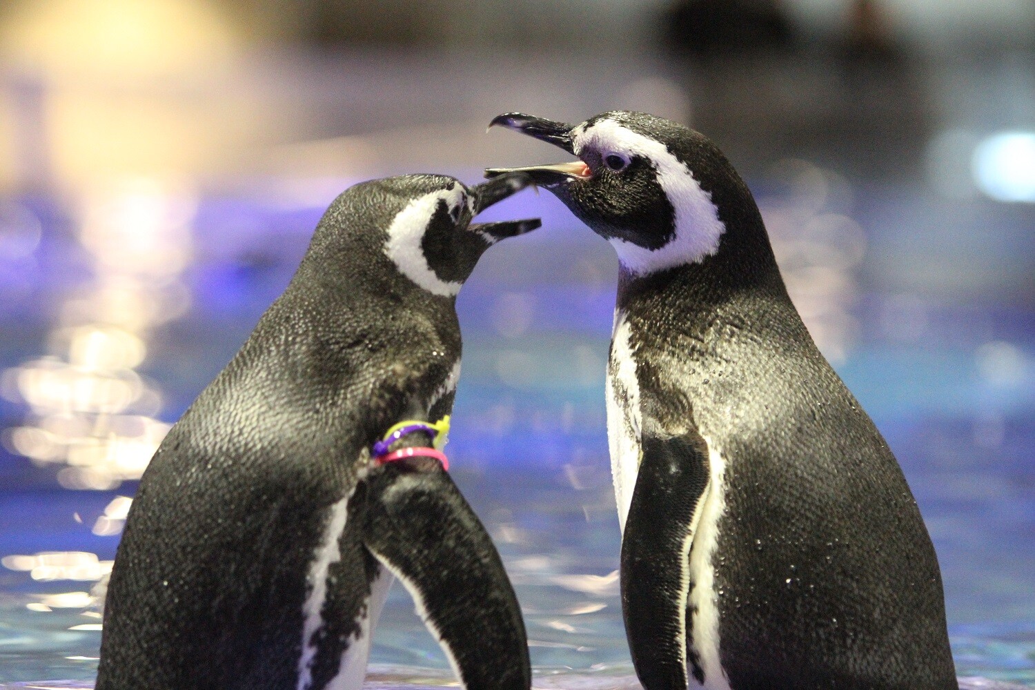 すみだ水族館_マゼランペンギン.JPG